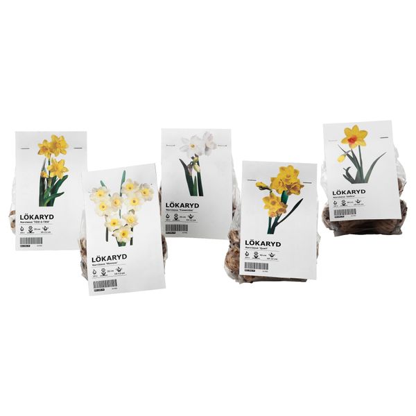 Луковицы цветочные ЛЁКАРИД, для сада, нарцисс различные растения - схема-чертеж с размерами