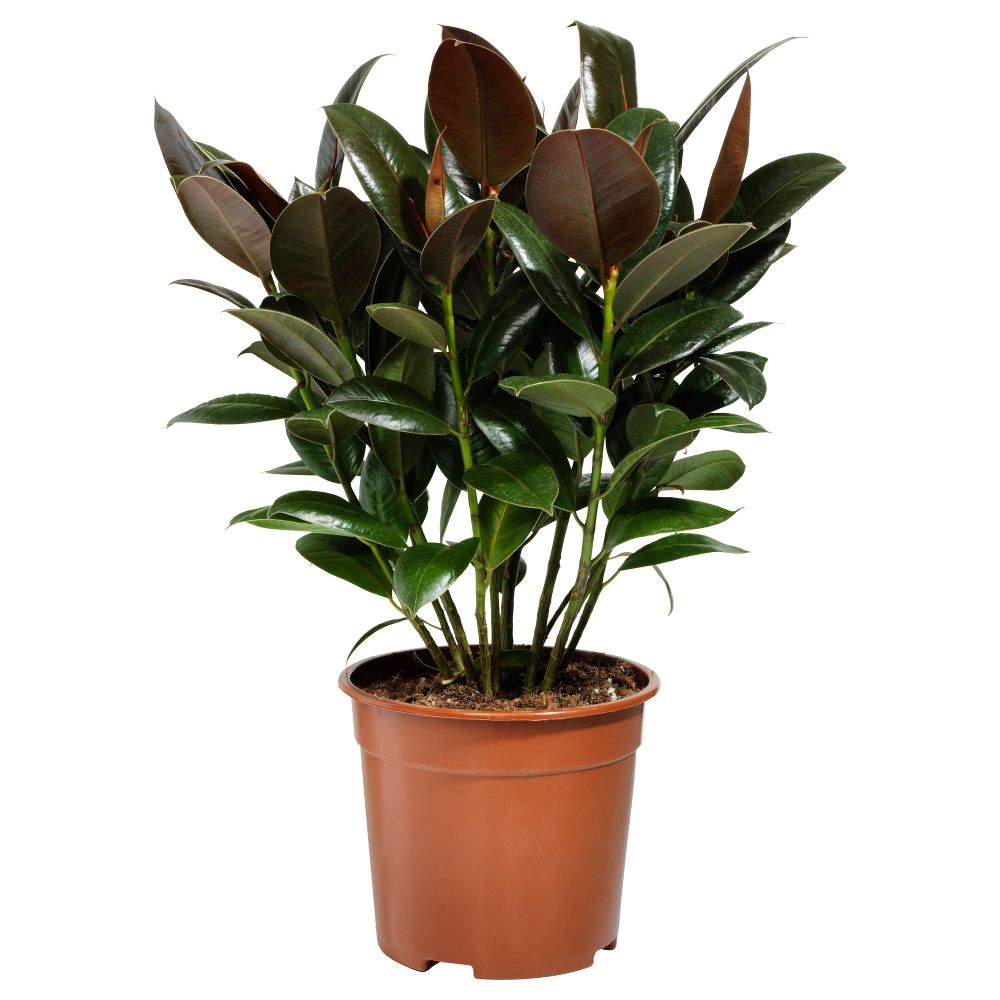 Растение в горшке FICUS ELASTICA, стебель (19 см) - схема-чертеж с размерами