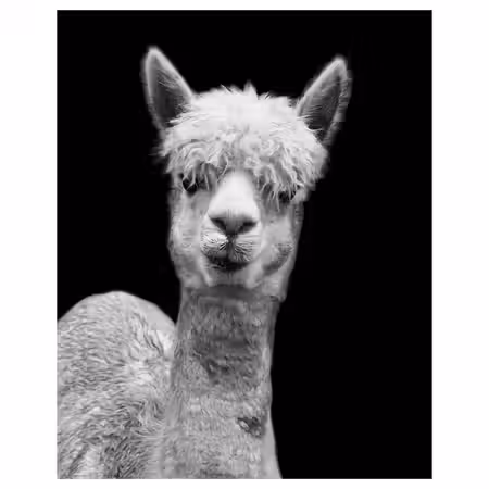 BILD Постер - Tatsi 40x50 см