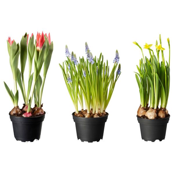 Растение в горшке, различные растения, 12 см IKEA ЛЁКАРИД 403.927.51 - фото 2