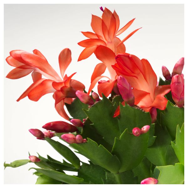 Растение в горшке SCHLUMBERGERA, Рождественский кактус (12 см) - фото 3