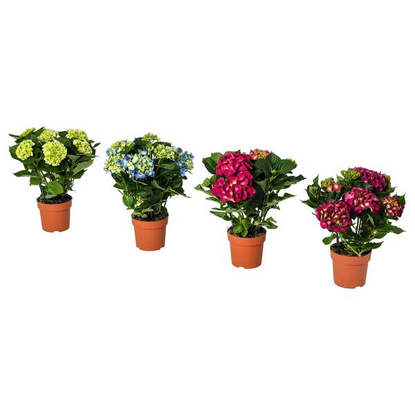 Растение в горшке, Гидрангея разные цвета, 15 см IKEA HYDRANGEA 405.930.85 - фото 1