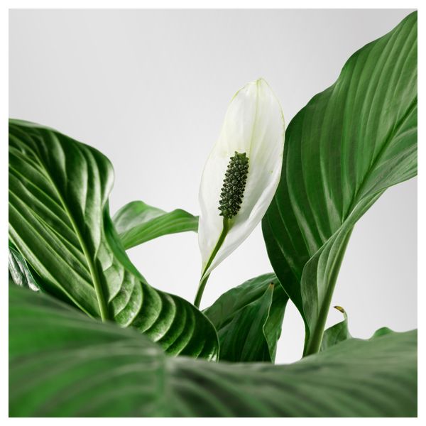 Растение в горшке SPATHIPHYLLUM, Спатифиллум (24 см) - схема-чертеж с размерами