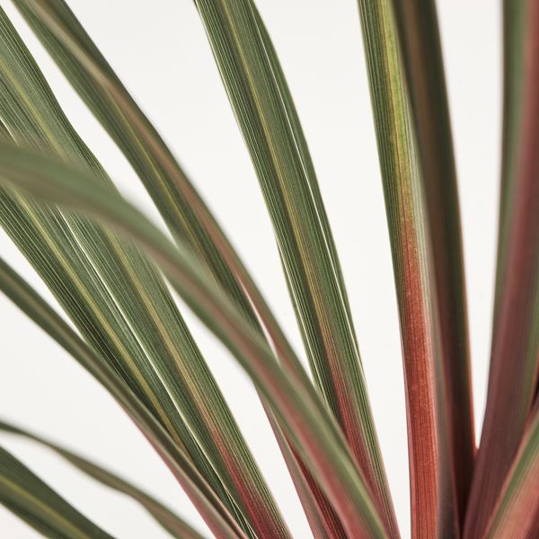 Растение в горшке IKEA CORDYLINE INDIVISA КОРДИЛИНА 805.746.31 - схема-чертеж с размерами