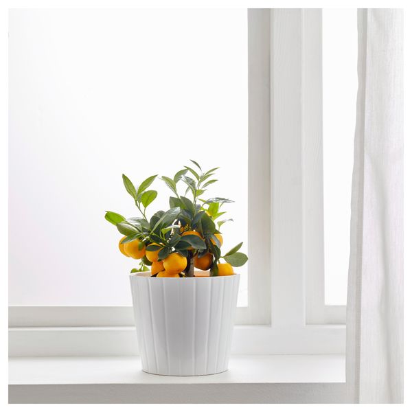 Растение в горшке CITRUS, различные растения (15 см) - фото 2