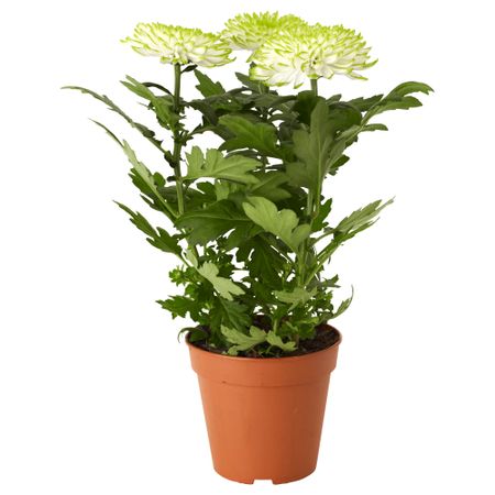Растение в горшке CHRYSANTHEMUM (13 см)