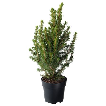 Растение в горшке IKEA PICEA GLAUCA CONICA 405.878.43