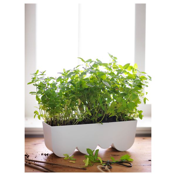 Кашпо ЭГГПЛАНТА, белый (35x11 см) - схема-чертеж с размерами