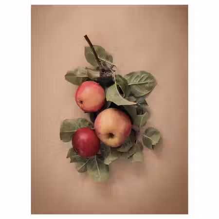 PJÄTTERYD Картина - Листья и яблоки 30x40 см
