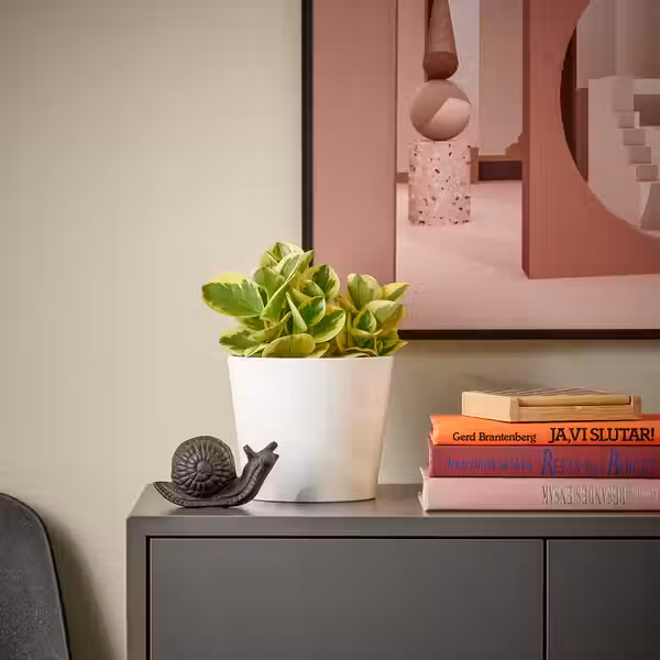 PEPEROMIA Растение в горшке - различные растения 12 см - схема-чертеж с размерами