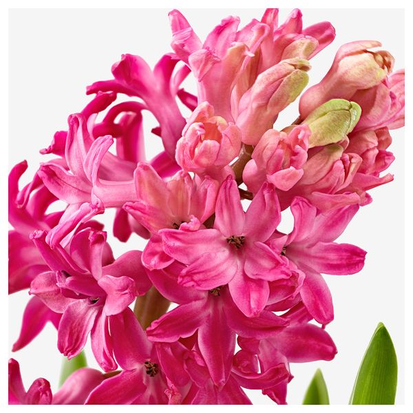 Комнатный растение, лукавица ГИАЦИНТ, Гиацинт разные цвета (7 см) - фото 3