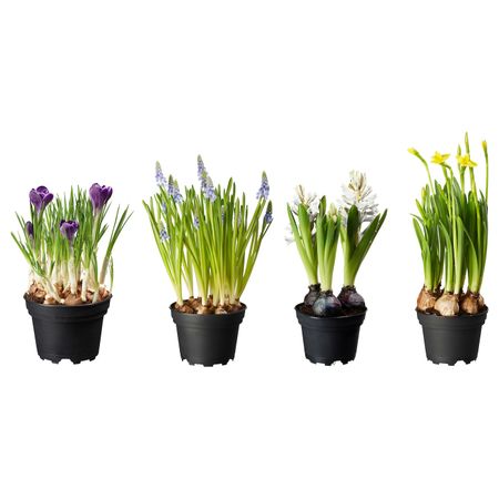 Растение в горшке, различные растения, 12 см IKEA ЛЁКАРИД 403.927.51