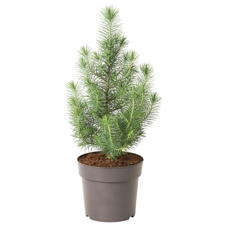 Растение в горшке, 17 см, Сосна IKEA PINUS PINEA 005.616.99
