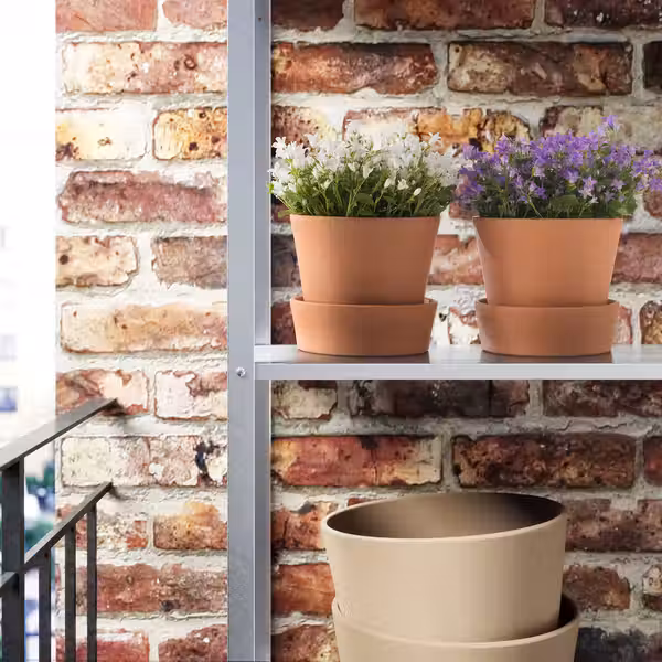 CAMPANULA PORTENSCHLAGIANA Растение в горшке - фото 3