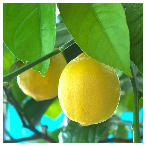 Ароматич свеча в стакане, 3 фитиля СОММАР 2016, свежий лимонад, желтый (7 см) - схема-чертеж с размерами