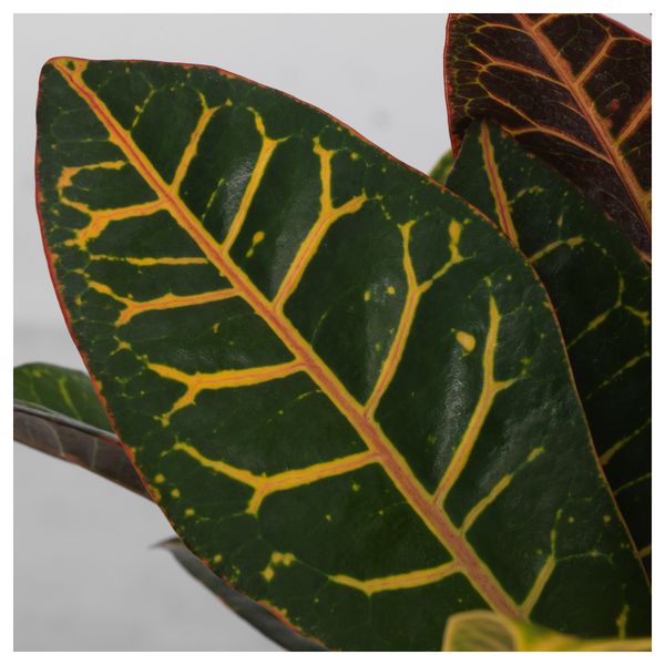 Растение в горшке КОДИЕУМ, кротон различные растения (24 см) - схема-чертеж с размерами