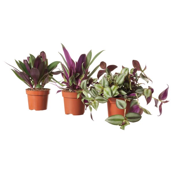 Растение в горшке ТРАДЕСКАНЦИЯ, различные растения (12 см) - фото 1