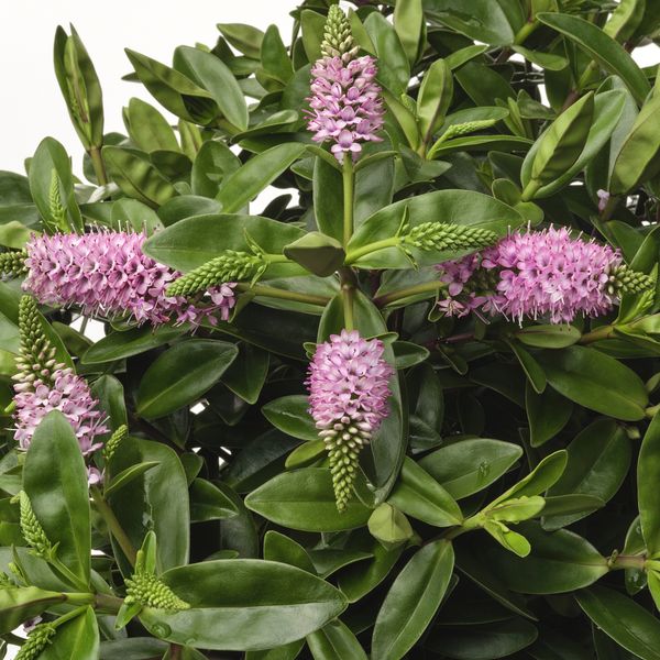 Растение в горшке, Вероника кустовая, 17 см IKEA HEBE 905.923.85 - фото 2