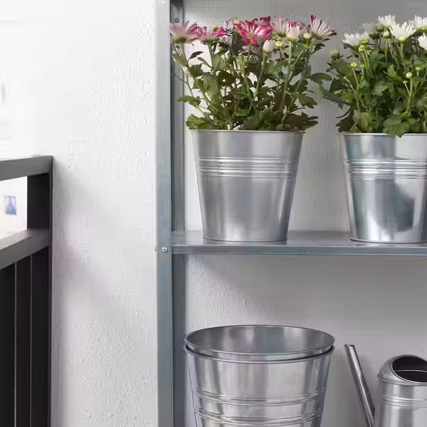 CHRYSANTHEMUM Растение в горшке - фото 3