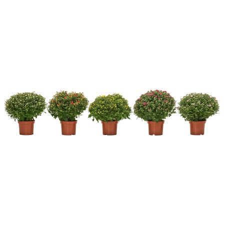 Растение в горшке CHRYSANTHEMUM, разные цвета (17 см)