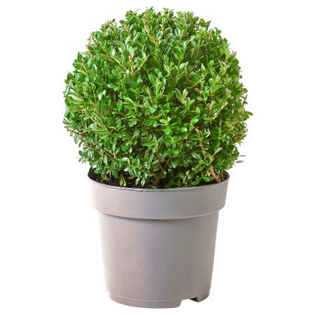 Растение в горшке, 21 см, Остролист городчатый IKEA ILEX 605.746.32