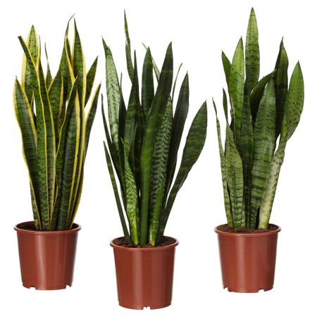 Растение в горшке SANSEVIERIA TRIFASCIATA, Сансеверия трехполосая, различные растения (17 см)