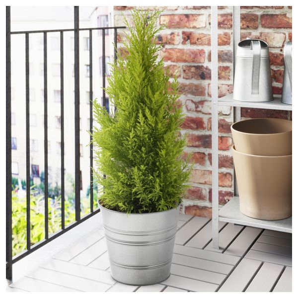 Растение в горшке CUPRESSUS MACROCARPA, кипарис (24 см) - фото 2
