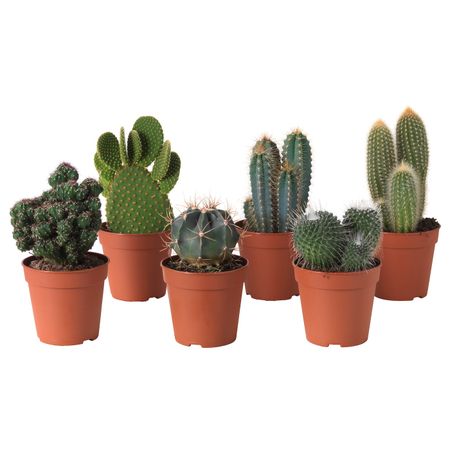 Растение в горшке, различные растения 12 см IKEA CACTACEAE КАКТУС 503.719.13