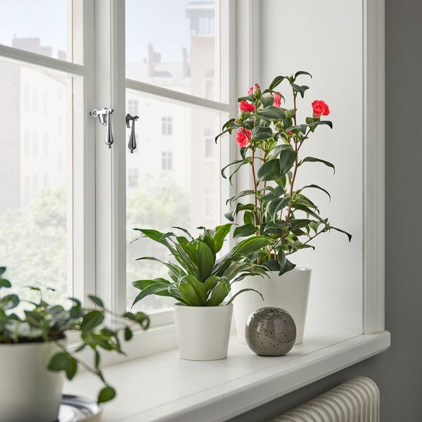 Растение в горшке, Камелия, 17 см IKEA CAMELLIA JAPONICA 505.923.87 - фото 2