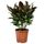Растение в горшке FICUS ELASTICA, стебель (19 см)