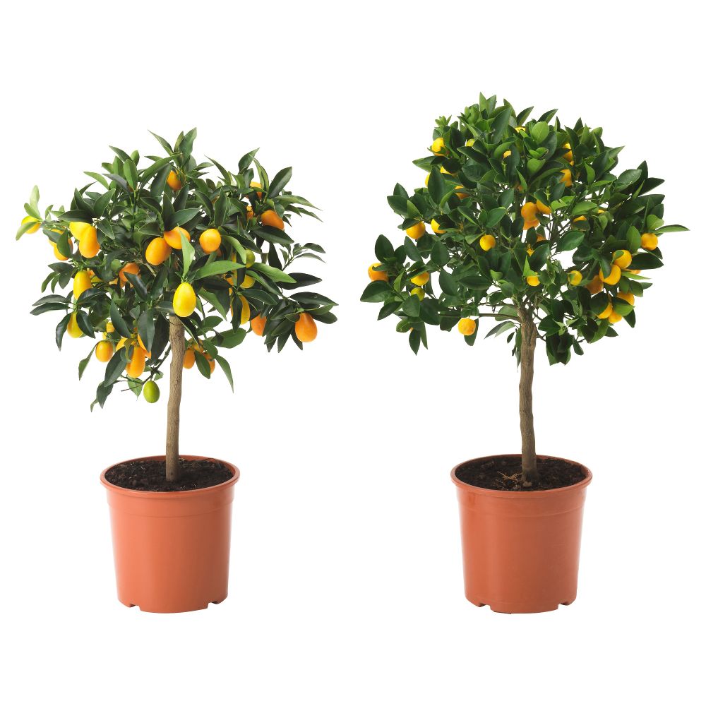 Растение в горшке CITRUS, различные растения (21 см) - схема-чертеж с размерами