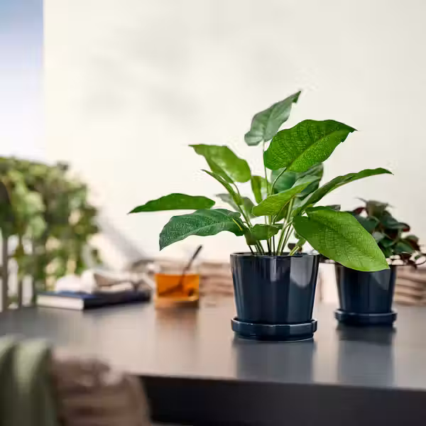 FEJKA Искусственное растение в горшке - д/дома/улицы Калатея 12 см - фото 3