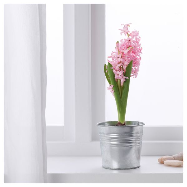 Комнатный растение, лукавица ГИАЦИНТ, Гиацинт разные цвета (7 см) - фото 2