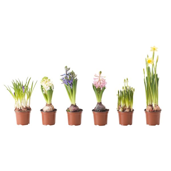 Растение в горшке ЛЁКАРИД, различные растения (9 см) - схема-чертеж с размерами