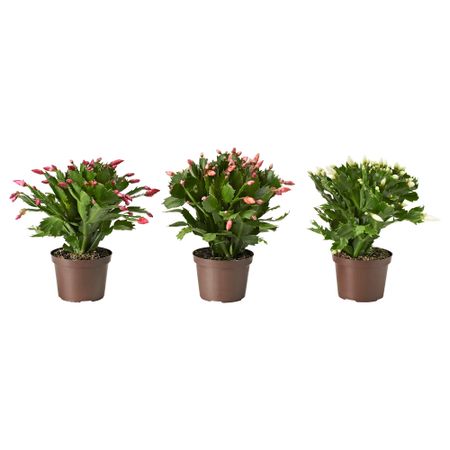 Растение в горшке SCHLUMBERGERA, Рождественский кактус (12 см)