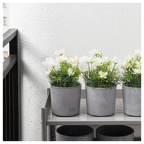 Искусственное растение в горшке ФЕЙКА, д/дома/улицы, космея белый (9 см) - фото 2