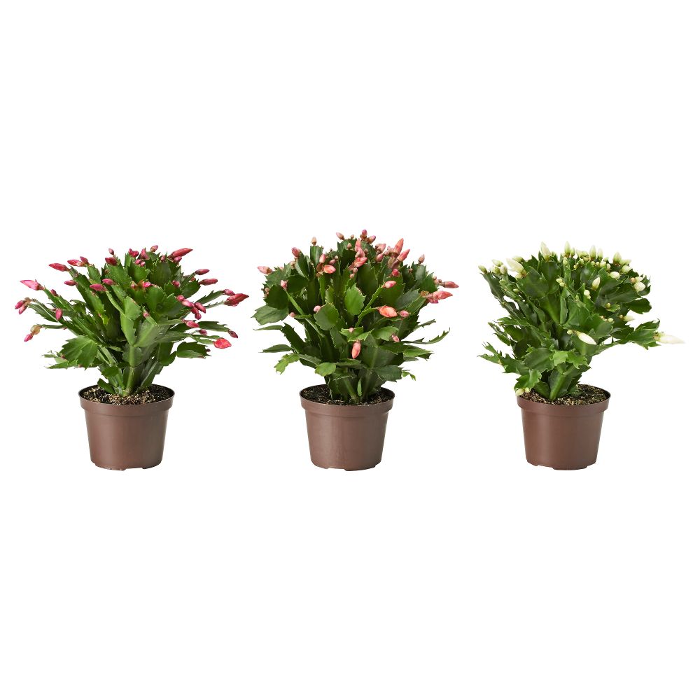 Растение в горшке SCHLUMBERGERA, Рождественский кактус (12 см) - схема-чертеж с размерами