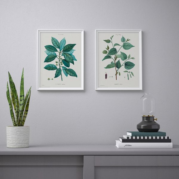 Постер, Ботанические рисунки I, 30x40 см IKEA DRÖMBILD ДРЁМБИЛЬД 404.524.05 - фото 4