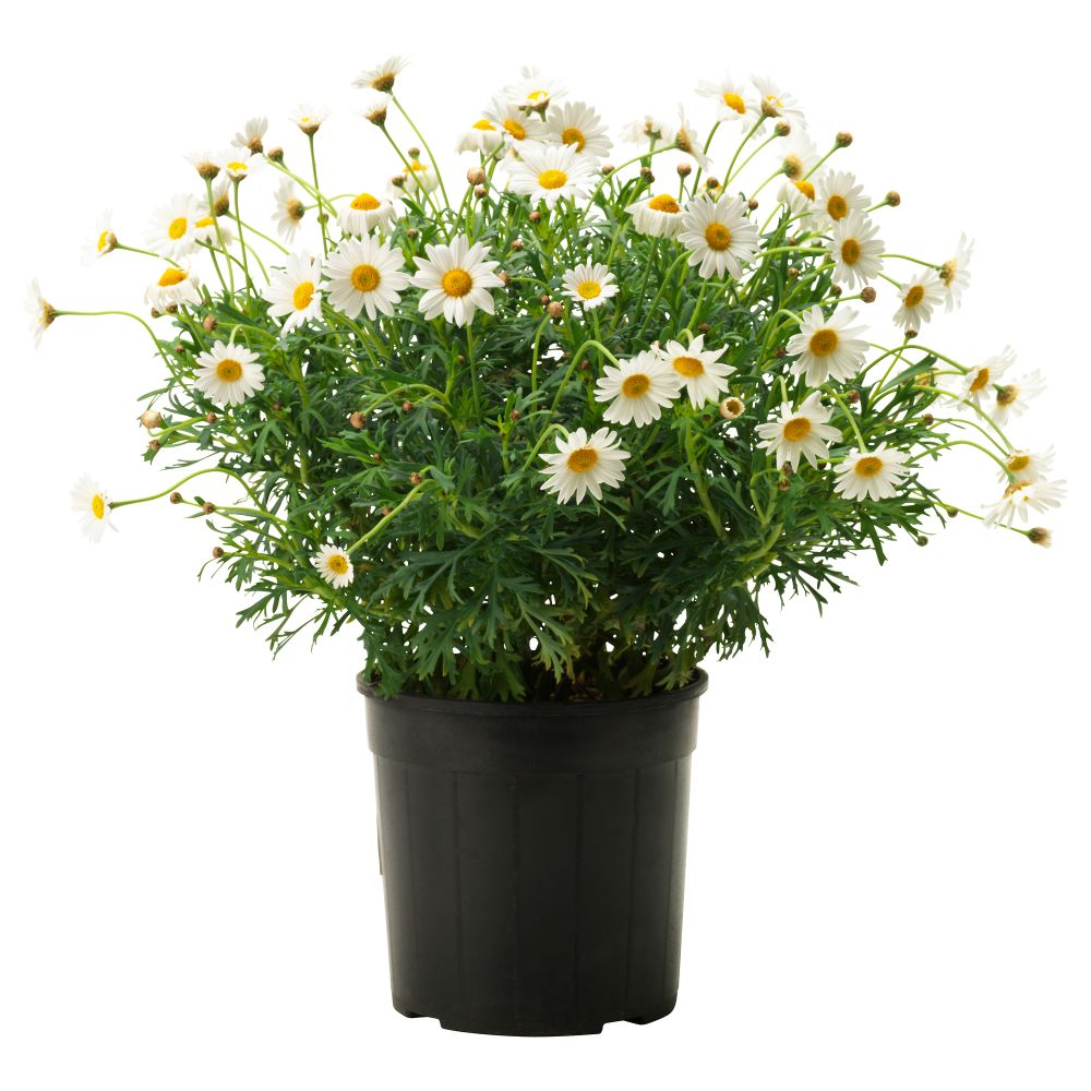 Растение в горшке ARGYRANTHEMUM FRUTESCENS, Маргаритка белый (19 см) - схема-чертеж с размерами