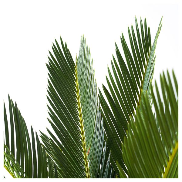 Растение в горшке CYCAS REVOLUTA, саговая пальма (12 см) - схема-чертеж с размерами