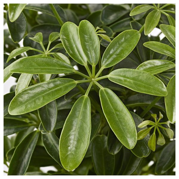 Растение в горшке, Шефлера древесная 12 см IKEA ШЕФФЛЕРА АРБОРИКОЛА 405.080.54 - схема-чертеж с размерами