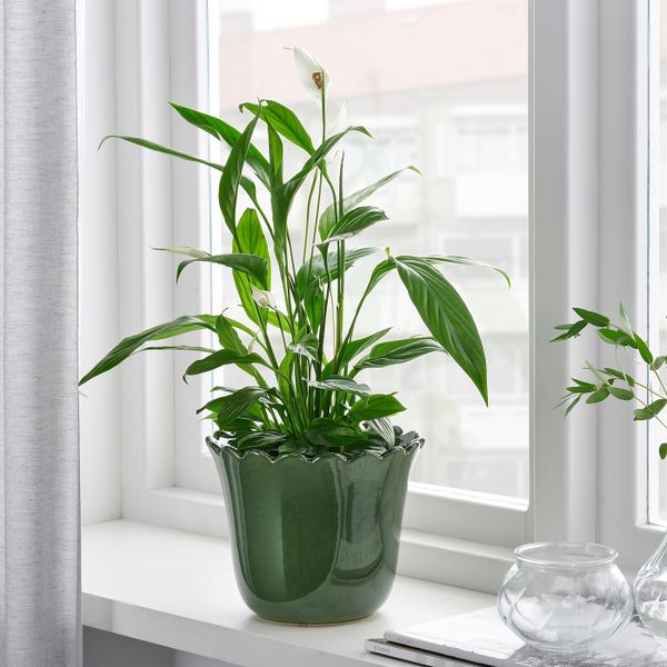 Кашпо, для дома, улицы зеленый 15 см IKEA SHARONFRUKT ШАРОНФРУКТ 904.815.75 - фото 2