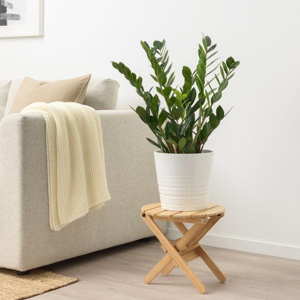 Растение в горшке, Замиокулкас 17 см IKEA ZAMIOCULCAS ЗАМИОКУЛКАС 703.804.31 - фото 2