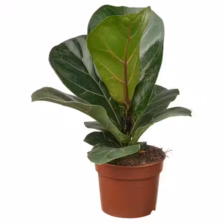 FICUS LYRATA BAMBINO Растение в горшке - фикус лировидный 9 см