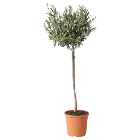 Растение в горшке IKEA OLEA EUROPAEA 205.746.34