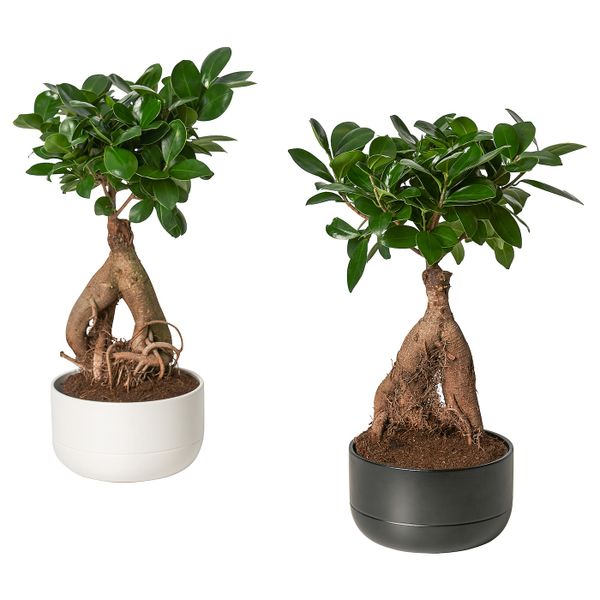 Комнатное растение в горшке, бонсай/разные цвета 14 см IKEA FICUS ФИКУС 604.327.27 - фото 1