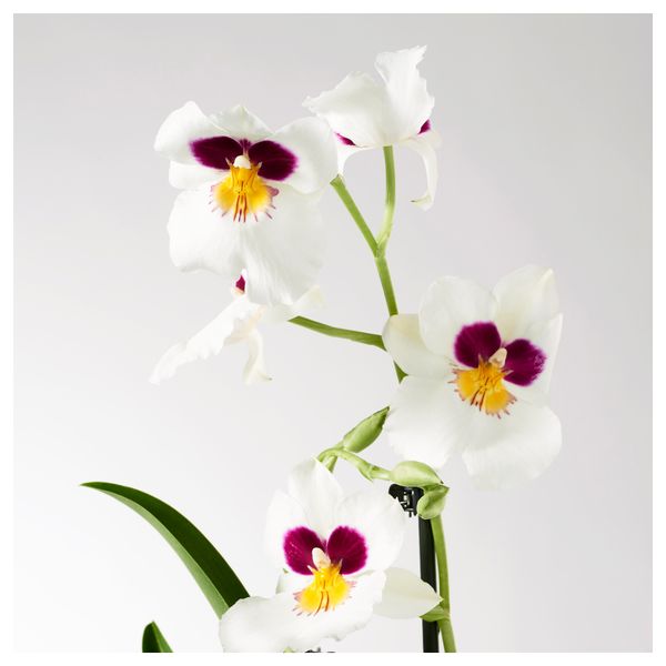 Растение в горшке ORCHIDACEAE, Орхидея, различные растения (12 см) - схема-чертеж с размерами