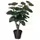 FEJKA Искусственное растение в горшке - д/дома/улицы Аралия 12 см