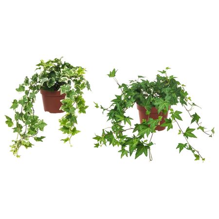 Растение в горшке, Плющ 13 см IKEA HEDERA HELIX ХЕДЕРА ХЕЛИКС 603.719.17