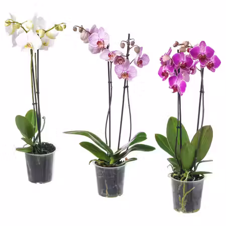 PHALAENOPSIS Растение в горшке